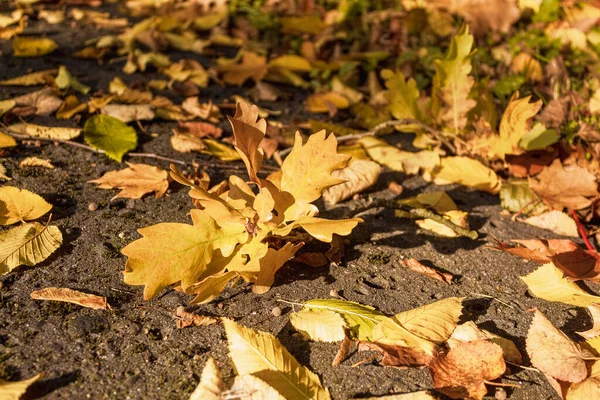 Fallen Yellow Leaves Ground Autumn Day Autumn Leaves Grass Sunlight — Foto Stock