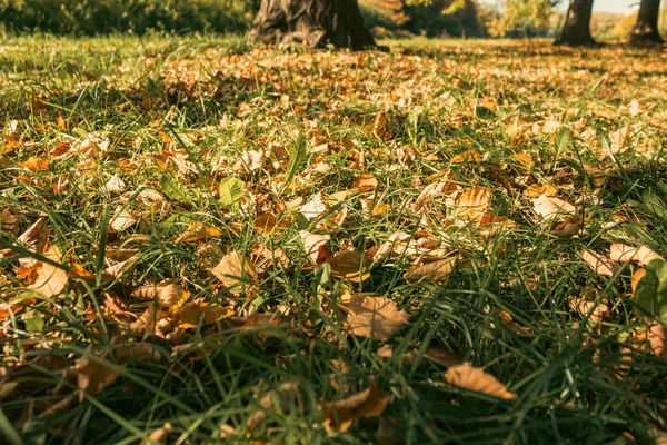 Fallen Yellow Leaves Ground Autumn Day Autumn Leaves Grass Sunlight — Foto Stock