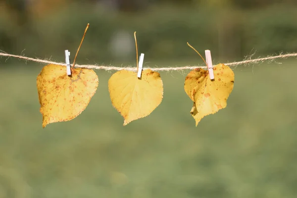 Yellow Leaves Hung Rope Autumn Leaves Autumn Background Leaves Were — Foto Stock
