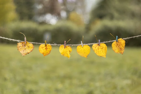 Yellow Leaves Hung Rope Autumn Leaves Autumn Background Leaves Were — Stock Fotó