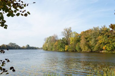 Güzel manzara, nehir kıyısında sarı yapraklı ağaçlar. Ağaçları ve nehri olan güzel sonbahar manzarası. Nehirde yansıyan sarı ağaçlar