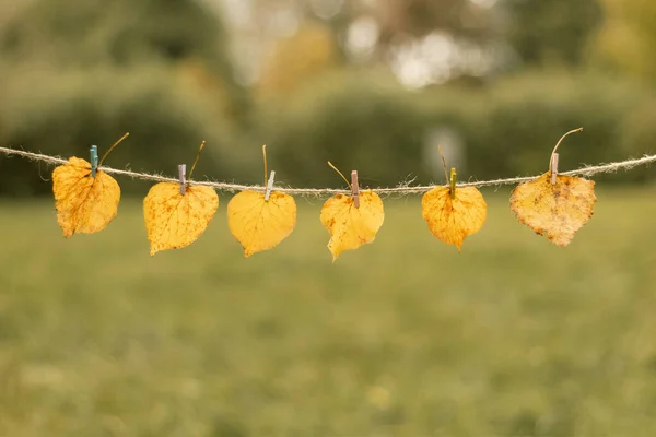 Yellow Leaves Hung Rope Autumn Leaves Autumn Background Leaves Were — Stock Fotó