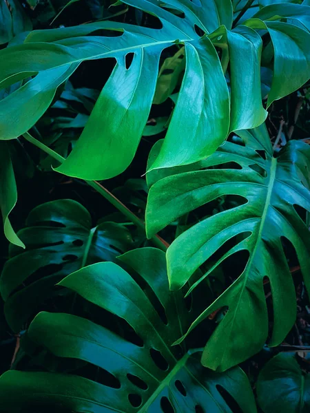 Monstera Tropikal Yemyeşil Yaprakların Koyu Tonlu Görüntüsü Modaya Uygun Duvar Stok Fotoğraf