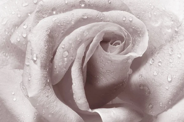 Cabeça Florescente Perfeita Uma Rosa Fresca Com Gotas Orvalho Close — Fotografia de Stock