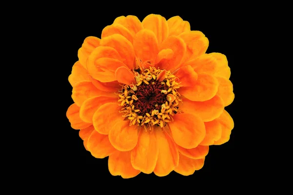 Perfekt Blühende Orangefarbene Zinnia Blume Isoliert Auf Schwarzem Hintergrund Großaufnahme — Stockfoto