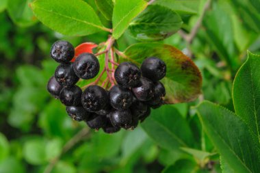 Aronia Melanocarpa 'nın bahçedeki bir daldaki meyveleri.
