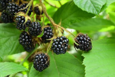 Ormanda yetişen güzel olgun böğürtlenlere yakın.