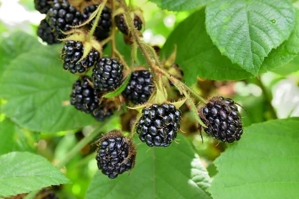 Close Beautiful Ripe Wild Blackberries Growing Branch Forest — Stock Photo, Image