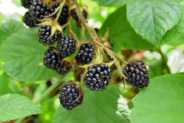 Närbild Vackra Mogna Vilda Björnbär Som Växer Gren Skogen — Stockfoto