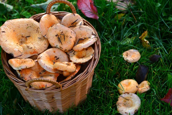 Concepto Cosecha Forestal Una Cesta Mimbre Llena Setas Pino Rojo — Foto de Stock