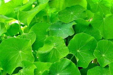 Tam kare doğal arka plan - taze ve yemyeşil Nasturtium yaprakları ile bahçede sabah çiği damlaları