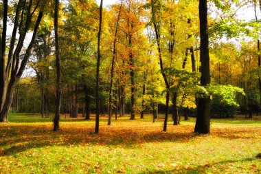 Güneşli bir günde ağaçların birçok sonbahar renginde olduğu güzel ve peri masalı parkı
