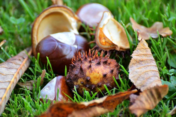 Close Chestnuts Colorful Leaves Grass Symbol Late Autumn Weather — Stock Photo, Image