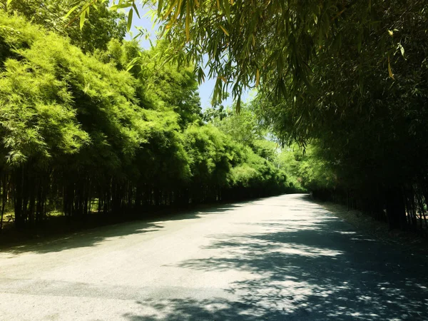 Entrance Has Beautiful Bamboo Forest —  Fotos de Stock