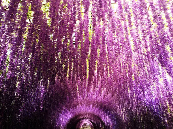 Arco Flores Púrpura Similar Fuegos Artificiales — Foto de Stock