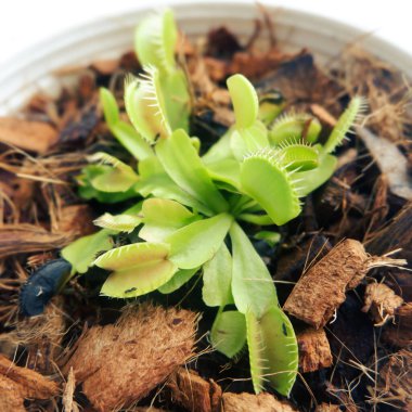 Genç Venüs sinekkapanı veya Dionaea muscipula beyaz tencerede