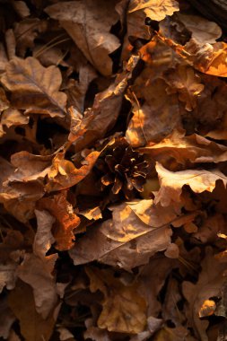 Sonbahar arkaplanı. Sarı kuru yapraklı bir arka planda çam kozalağı.