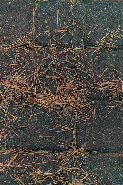 Sonbahar Arkaplanı Kuru Çam Iğneleri — Stok fotoğraf