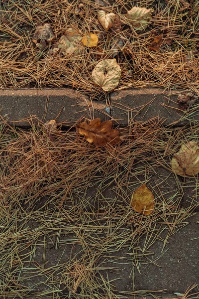 Herfst Achtergrond Droge Dennennaalden — Stockfoto