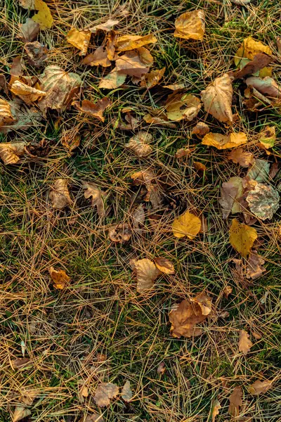 Sonbahar Arkaplanı Kuru Çam Iğneleri — Stok fotoğraf