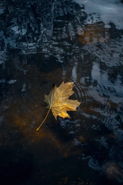 Herbsthintergrund Gelbe Blätter Wasser — Stockfoto