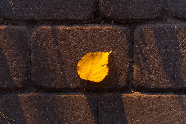 Fondo Otoño Hojas Amarillas Sobre Losas Pavimentación —  Fotos de Stock