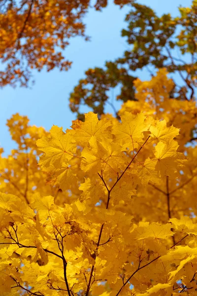 Fondo Otoño Hojas Arce Multicolor Amarillo Contra Cielo Azul —  Fotos de Stock