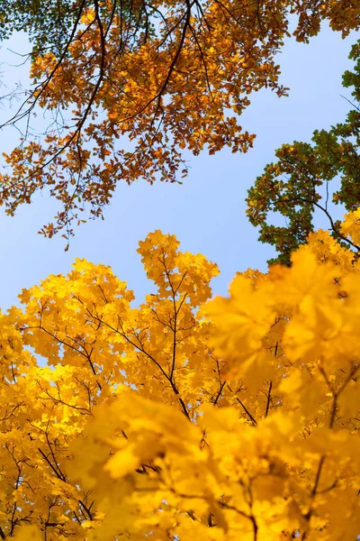 Herbsthintergrund Gelbe Mehrfarbige Ahornblätter Gegen Den Blauen Himmel — Stockfoto