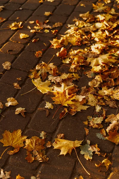 Fondo Otoño Hojas Amarillas Sobre Losas Pavimentación —  Fotos de Stock