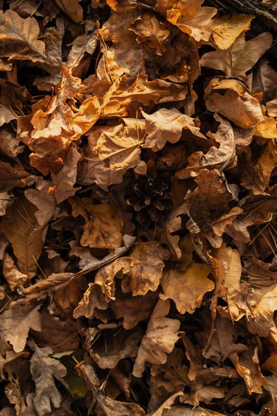 Fondo Otoño Cono Pino Sobre Fondo Hojas Amarillas Secas —  Fotos de Stock