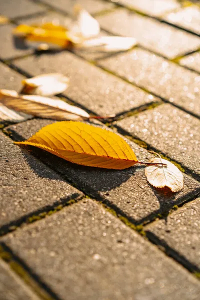 Herbsthintergrund Gelbes Laub Auf Pflasterplatten — Stockfoto