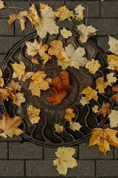 Fondo Otoño Hojas Amarillas Sobre Losas Pavimentación —  Fotos de Stock