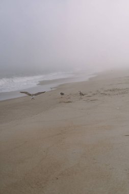 Sandy Hook Plajı, New Jersey, ABD, turistler için ilgi çekici yerler.