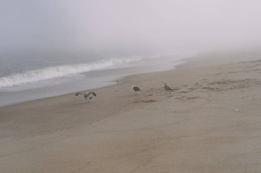 Sandy Hook Plajı, New Jersey, ABD, turistler için ilgi çekici yerler.