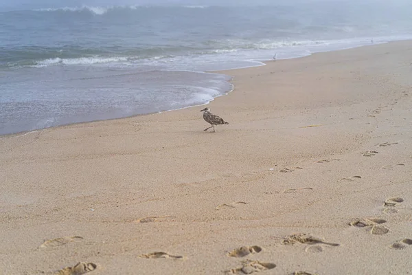 Sandy Hook Plajı New Jersey Abd Turistler Için Ilgi Çekici — Stok fotoğraf