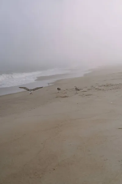 Sandy Hook Beach New Jersey États Unis Attractions Touristiques — Photo