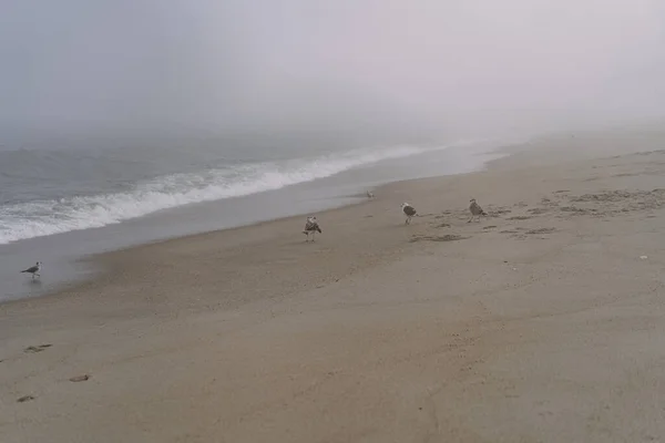 Sandy Hook Beach New Jersey Usa Sevärdheter För Turister — Stockfoto