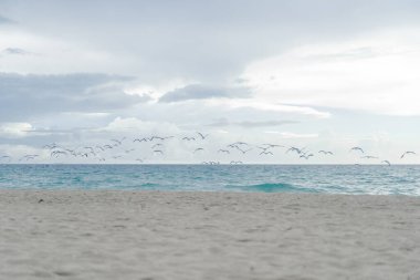 Sahildeki martılar, Miami Florida USA