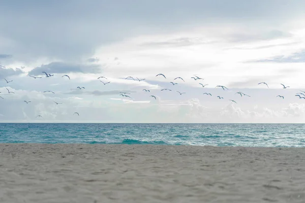 Gaivotas Praia Miami Florida Eua — Fotografia de Stock