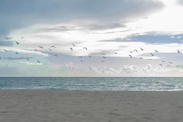 Gabbiani Sulla Spiaggia Miami Florida Stati Uniti — Foto Stock