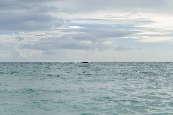 Beach Miami Florida Usa Coastline — Stock Photo, Image