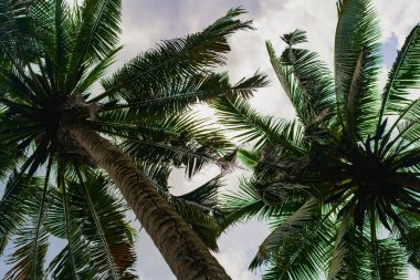 Tropikal arkaplan, avuçlar gökyüzüne karşı
