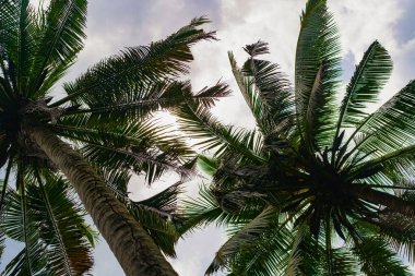 Tropikal arkaplan, avuçlar gökyüzüne karşı