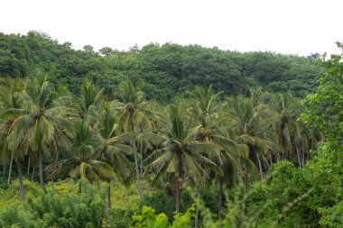 Doğa arka planı, yoğun tropikal bitki örtüsü, palmiyeler.
