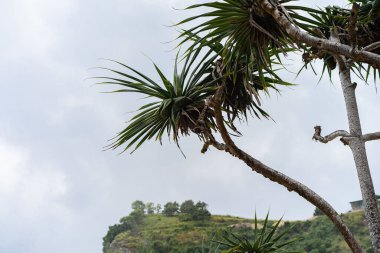 Tropikal arkaplan, avuçlar gökyüzüne karşı