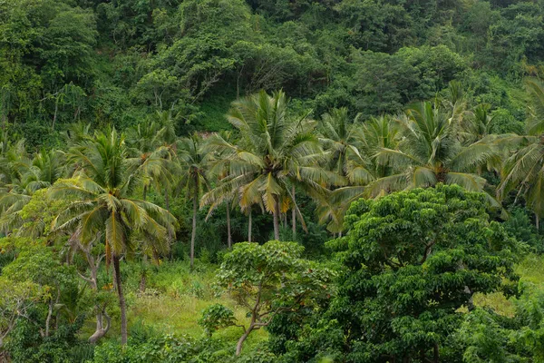 Природный Фон Густая Тропическая Растительность Пальмы — стоковое фото