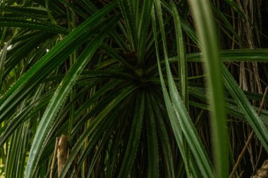 Tropik palmiye ağacı, yeşil doğal arkaplan.