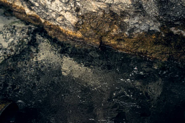 Doğal arka plan, örümceğin ördüğü örümcek ağı..