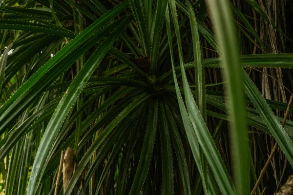 Tropik palmiye ağacı, yeşil doğal arkaplan.