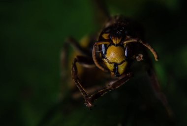 Eşek arısı kafasının yakın çekim makrosu